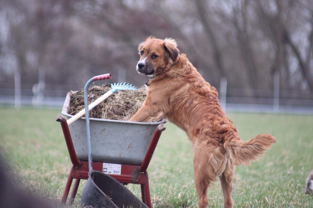 Ihre Unterstützung - Tierschutzhof-Hahnenberg